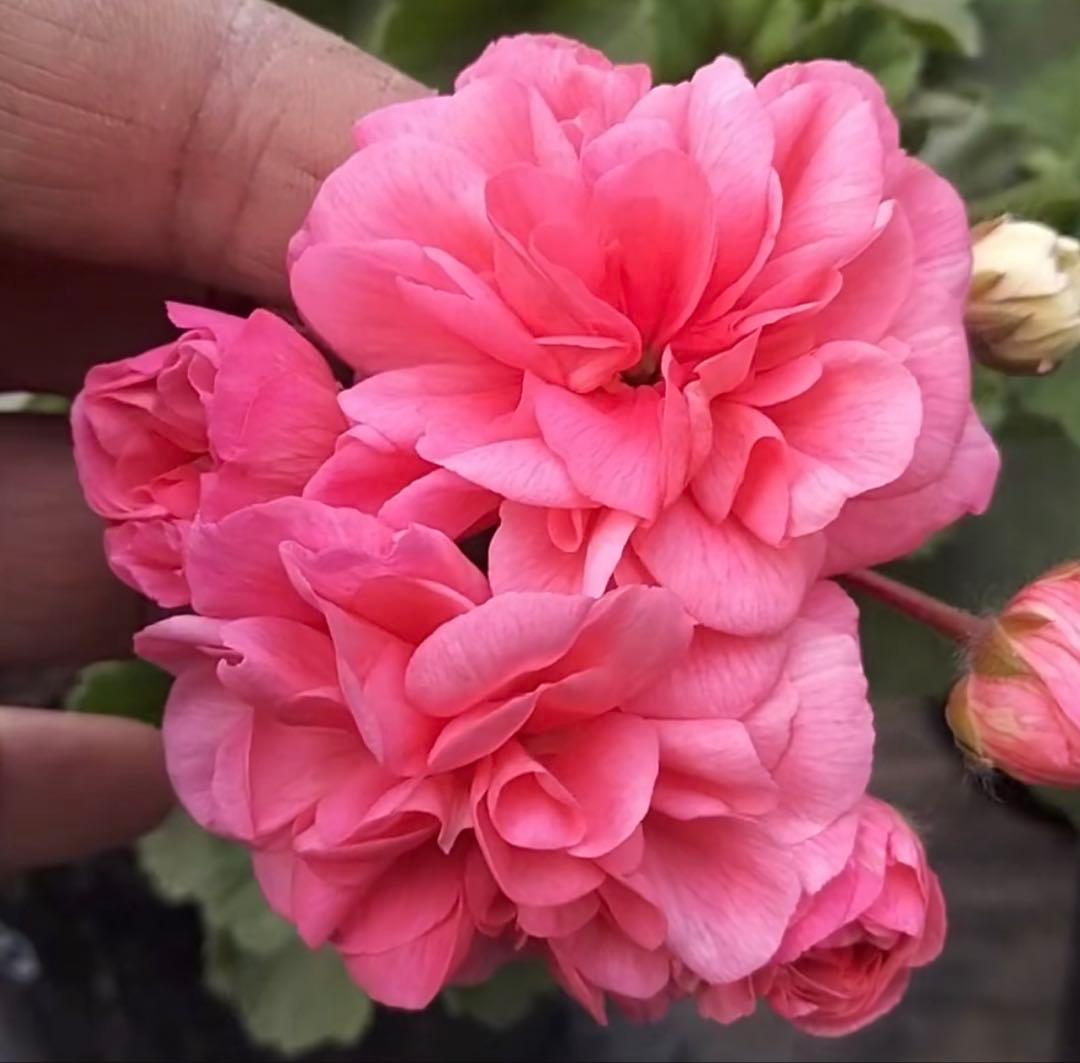 新品種激レア品種ゼラニウム中苗　希少品種ゼラニウム苗　AUT01