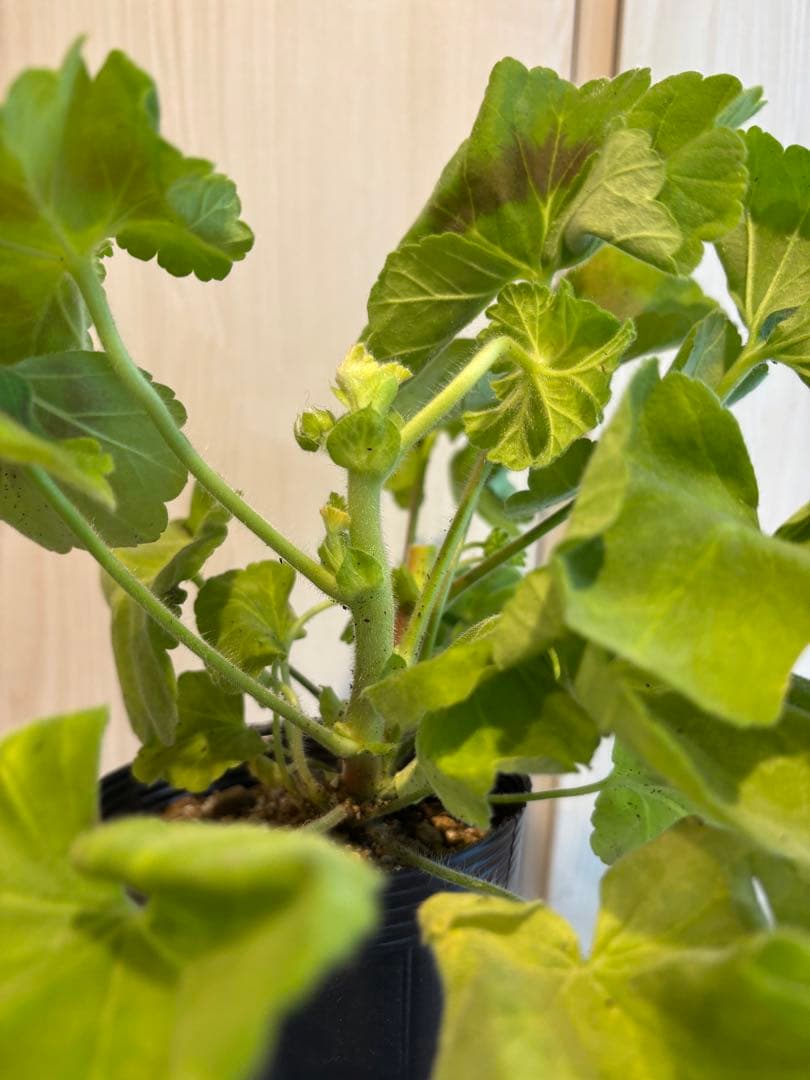 新品種激レア品種ゼラニウム中苗　希少品種ゼラニウム苗　AUT01