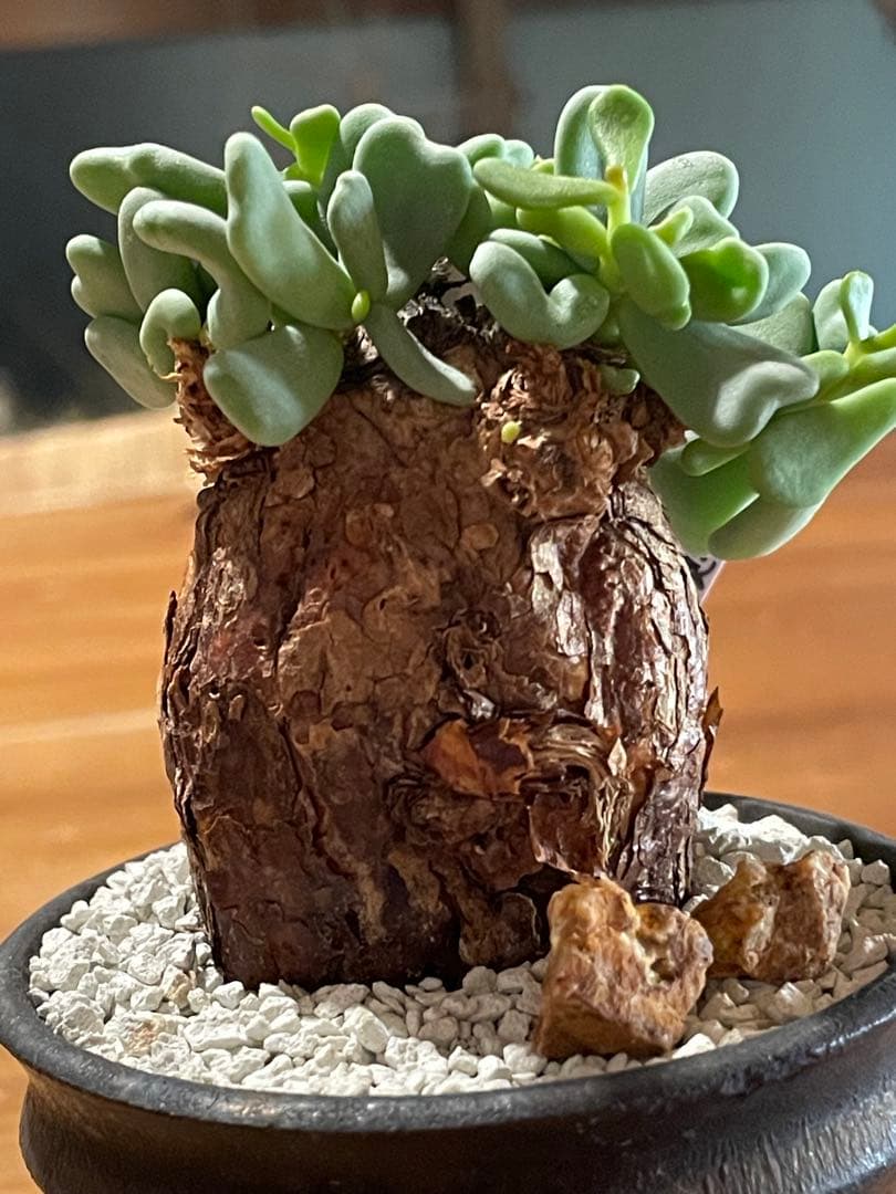 【現地球／発根済】小さな巨人/バオバブフォーム ピグマエア