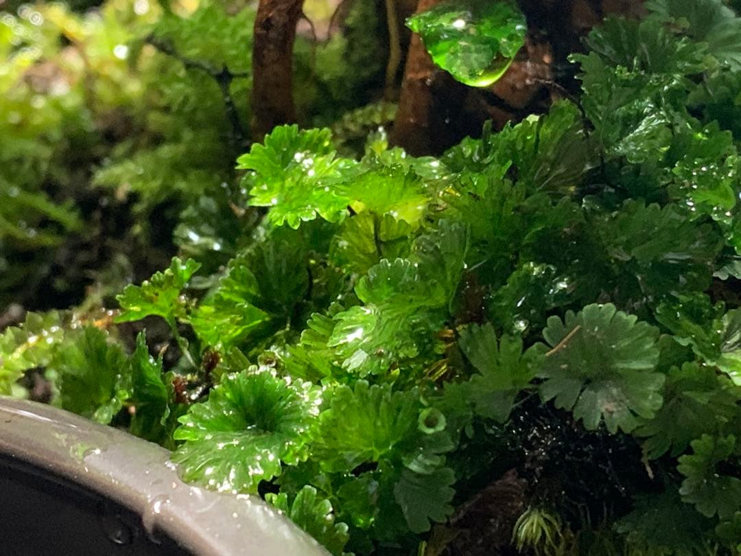 No.90 カエルリウム　イモリウム　テラリウム　苔テラリウム　苔アート