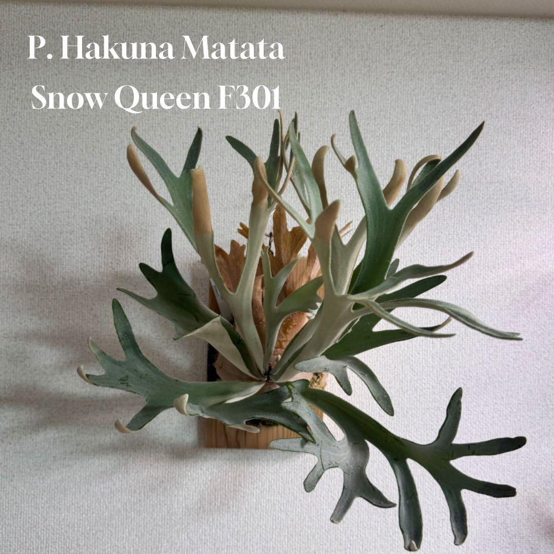 P. Hakuna Matata ハクナマタタ　ビカクシダ F301 OC 緑