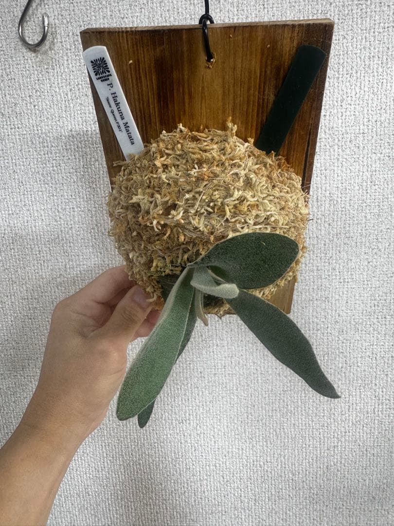 P. Hakuna Matata ハクナマタタ　ビカクシダ F301 OC 緑