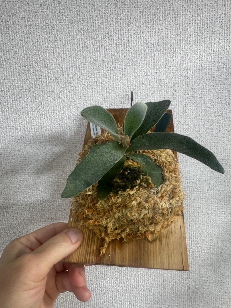 P. Hakuna Matata ハクナマタタ　ビカクシダ F301 OC 緑