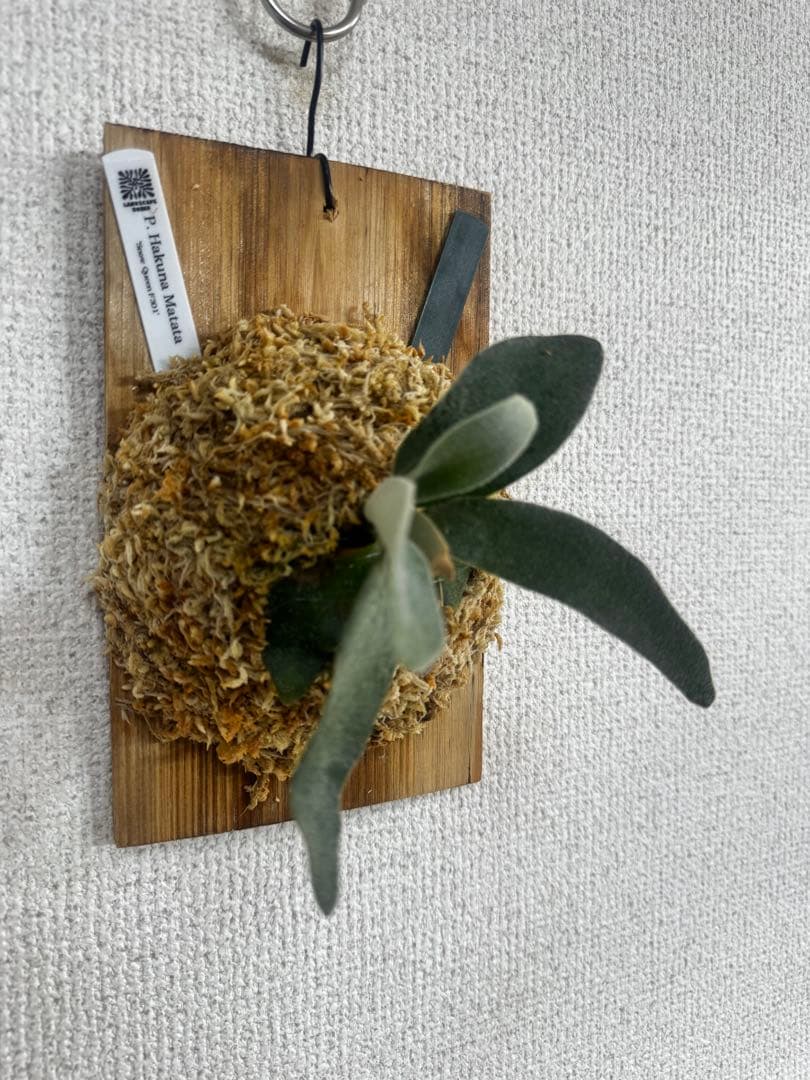 P. Hakuna Matata ハクナマタタ　ビカクシダ F301 OC 緑