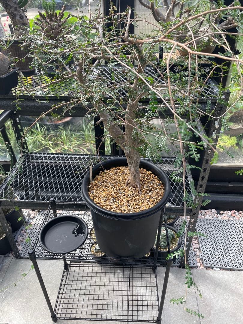 塊根植物 オペルクリカリア デカリーOperculicarya Decaryi