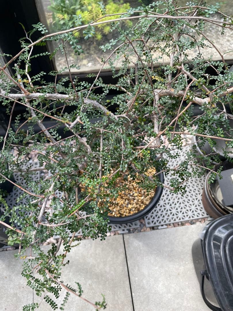 塊根植物 オペルクリカリア デカリーOperculicarya Decaryi