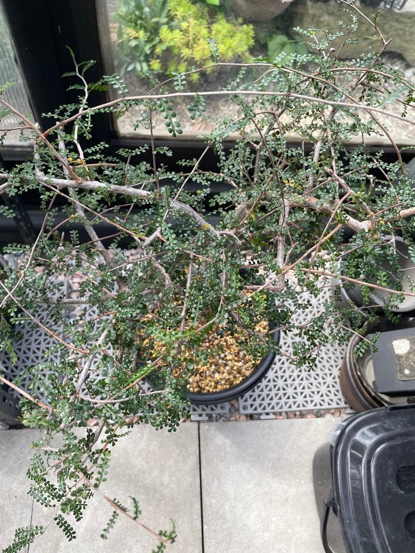 塊根植物 オペルクリカリア デカリーOperculicarya Decaryi