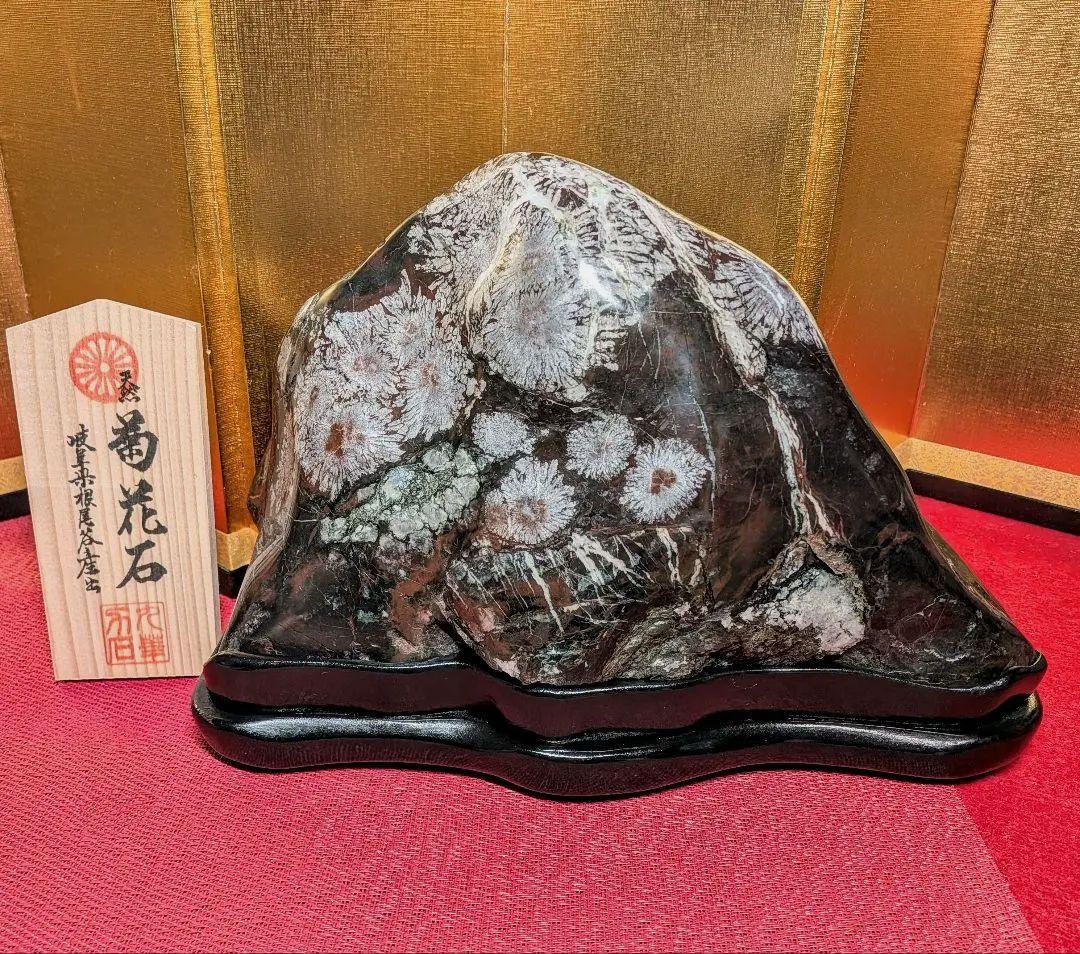 菊花石 岐阜県根尾谷産7.9㌔ 鑑賞石 観賞石 水石 盆石 天然石 鉱物