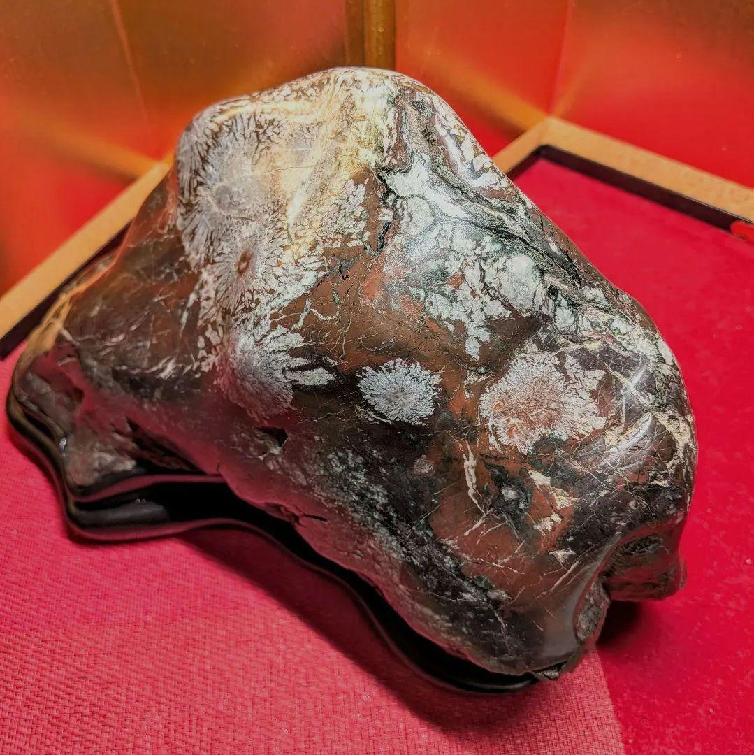 菊花石 岐阜県根尾谷産7.9㌔ 鑑賞石 観賞石 水石 盆石 天然石 鉱物