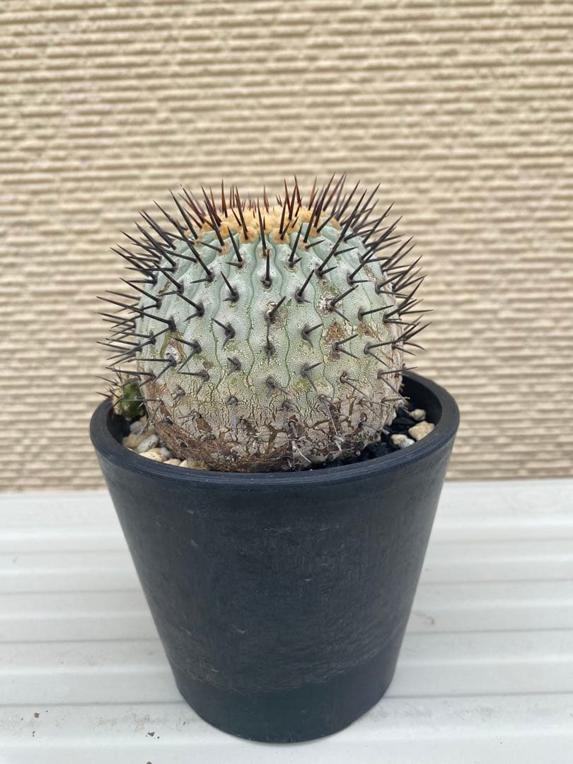 コルムナアルバ　現地球　孤竜丸　まん丸　コレクション