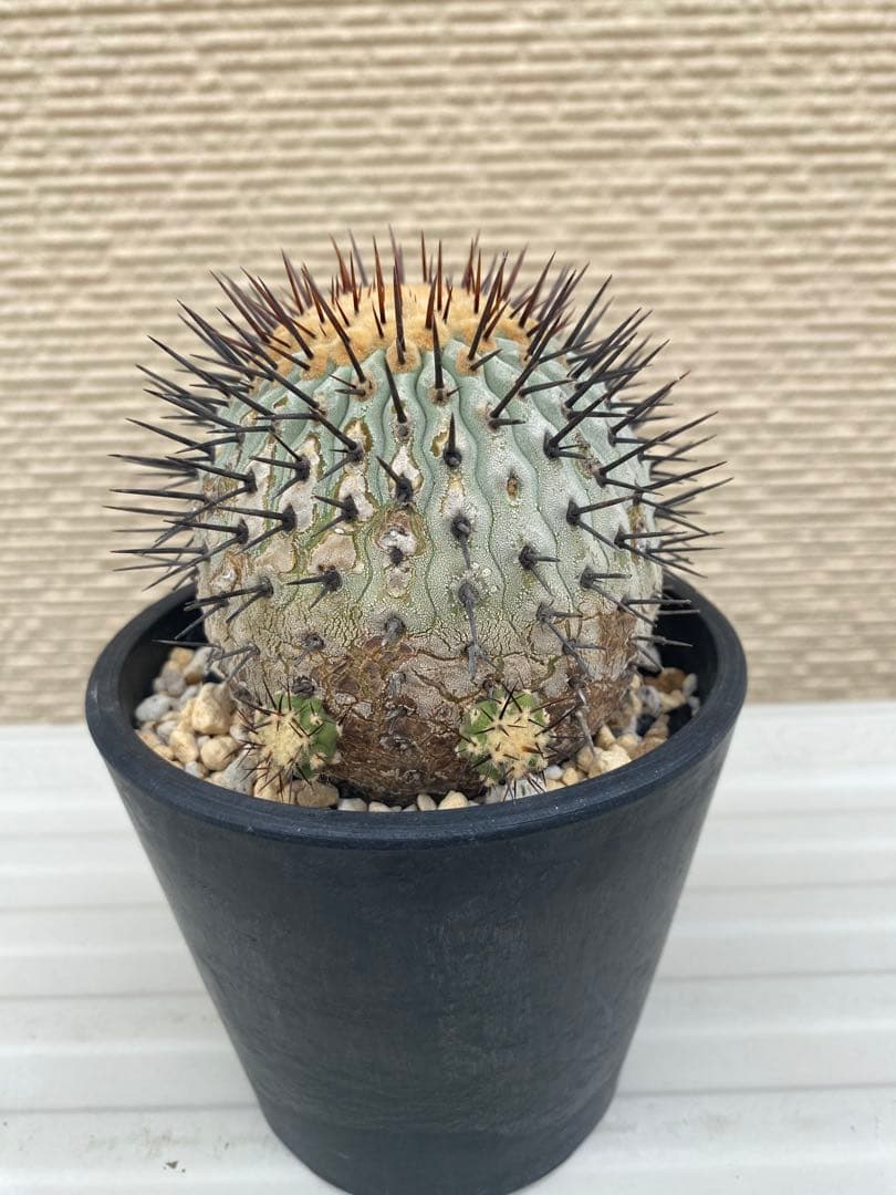 コルムナアルバ　現地球　孤竜丸　まん丸　コレクション