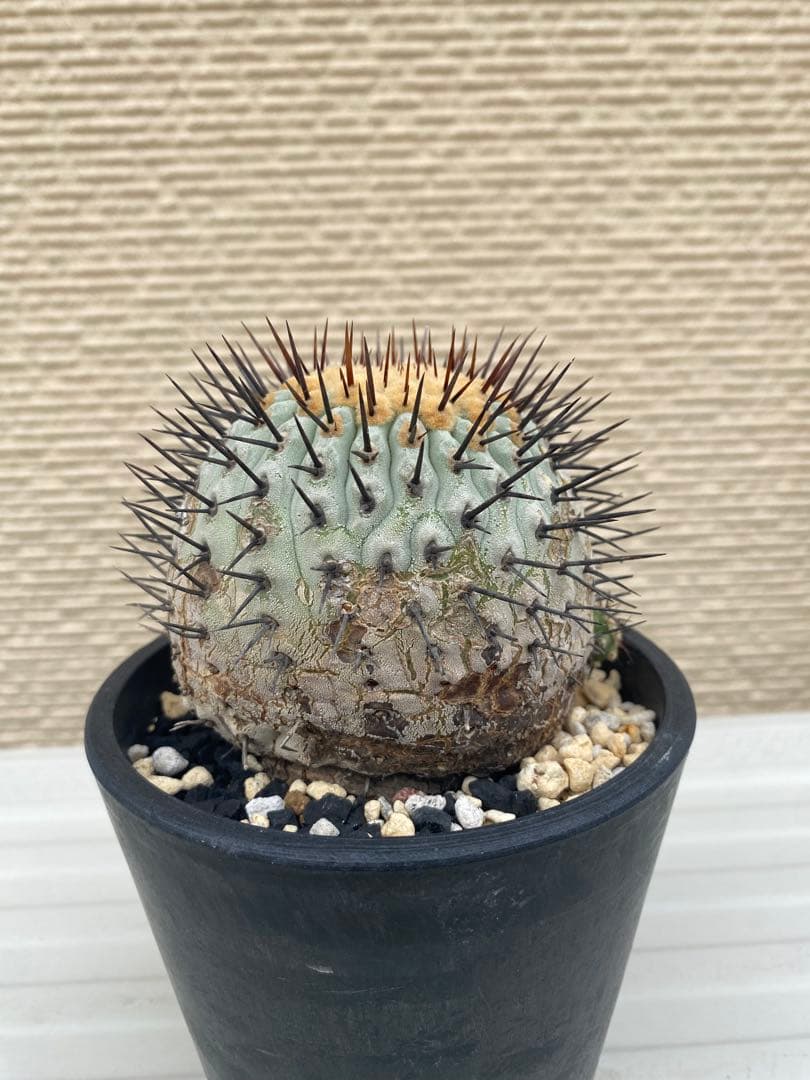 コルムナアルバ　現地球　孤竜丸　まん丸　コレクション