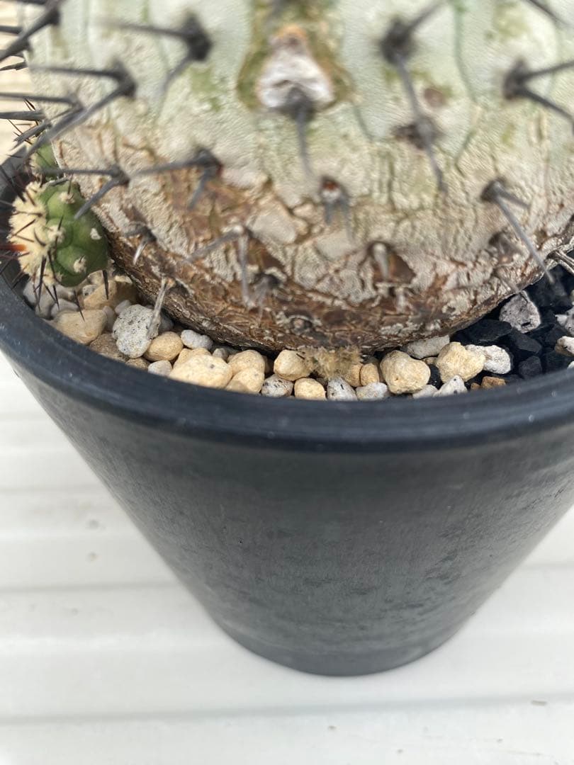 コルムナアルバ　現地球　孤竜丸　まん丸　コレクション