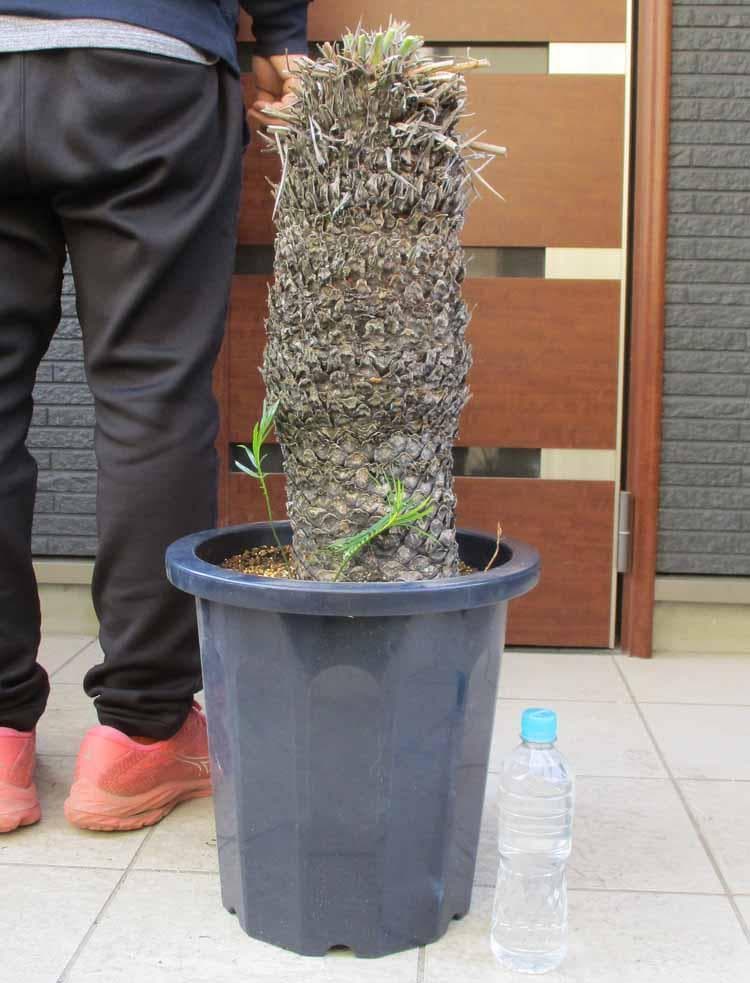 【現品】大株　蘇鉄（ソテツ）超大株　12号　Aせ番