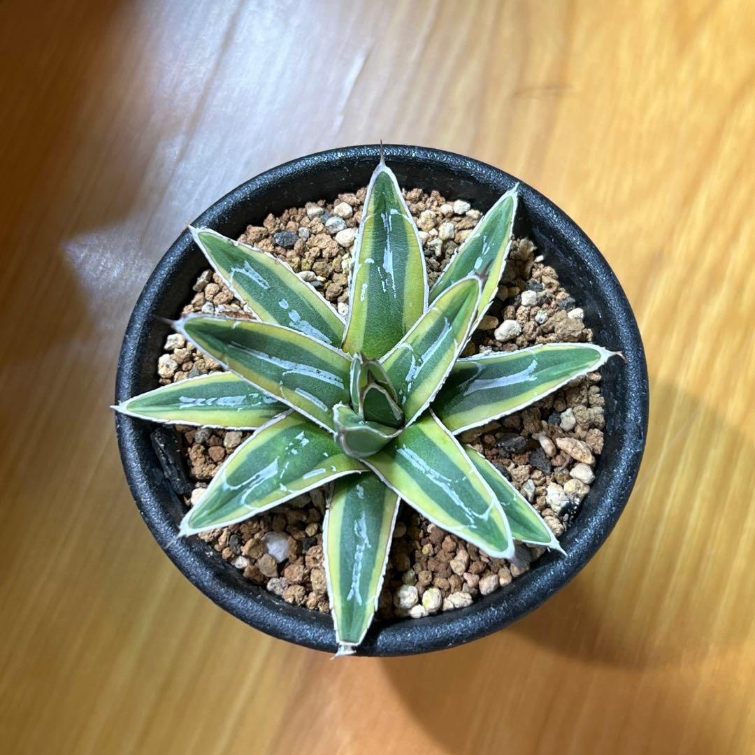 アガべ　姫笹の雪錦　活着済み