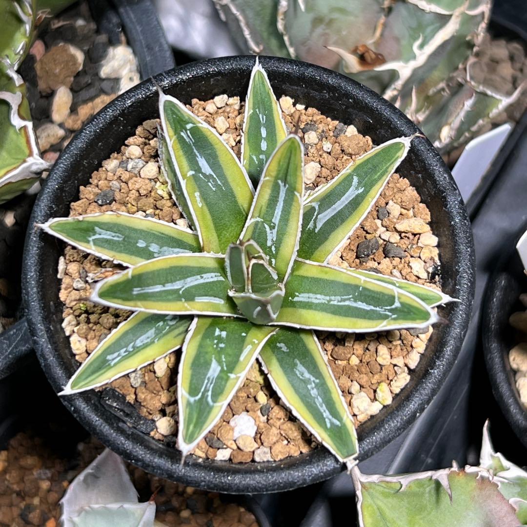 アガべ　姫笹の雪錦　活着済み