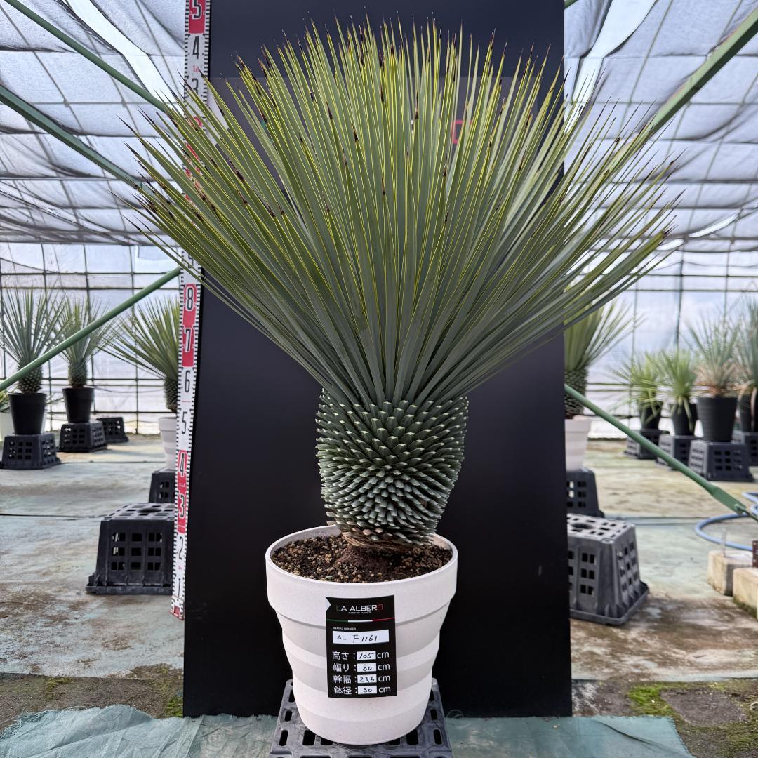 【AL-F1161】ユッカ　ロストラータ　超美形　極太　強シルバー個体