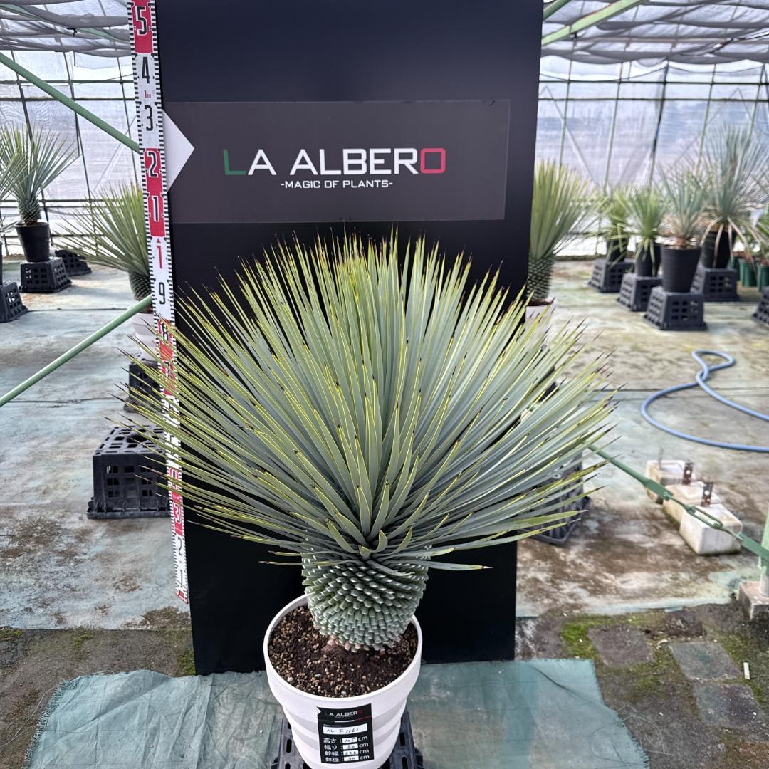 【AL-F1161】ユッカ　ロストラータ　超美形　極太　強シルバー個体