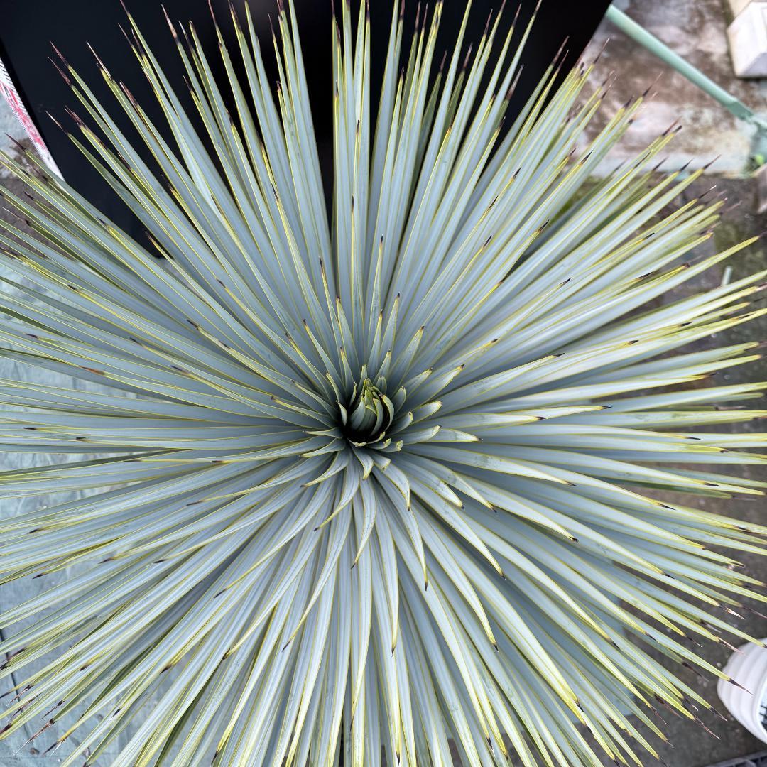 【AL-F1161】ユッカ　ロストラータ　超美形　極太　強シルバー個体