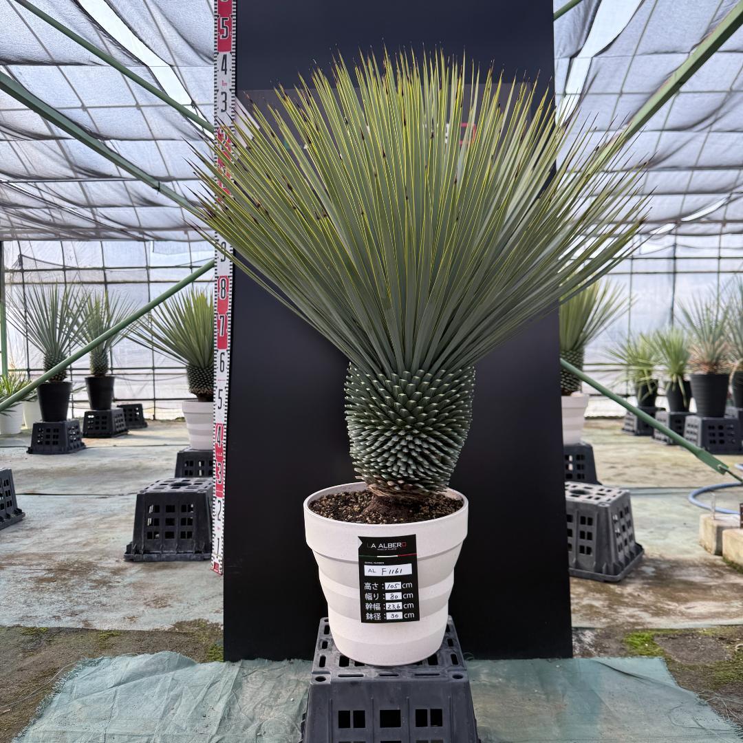 【AL-F1161】ユッカ　ロストラータ　超美形　極太　強シルバー個体