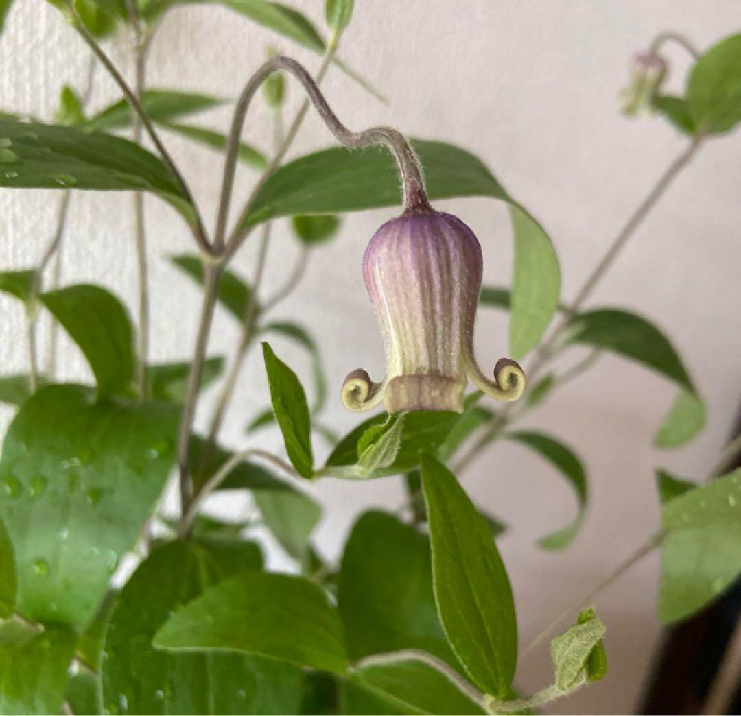 クレマチス　５種　　専用