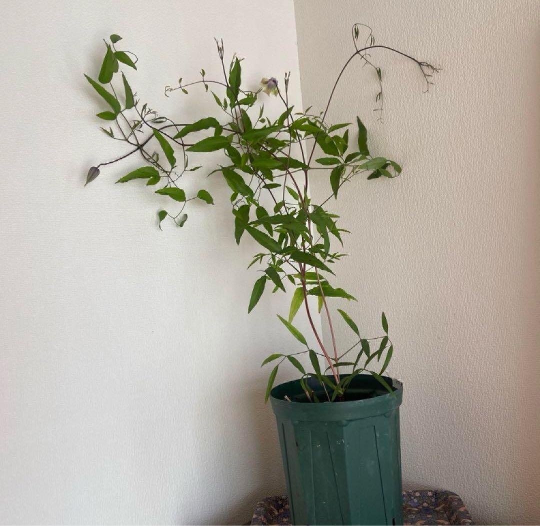 クレマチス　５種　　専用