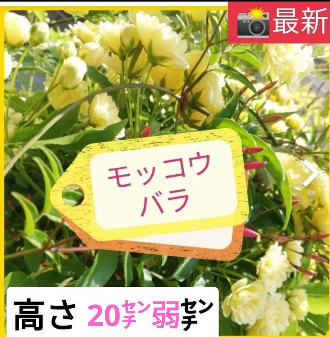 モッコウバラ　　抜き苗です　選べるおまけ付き
