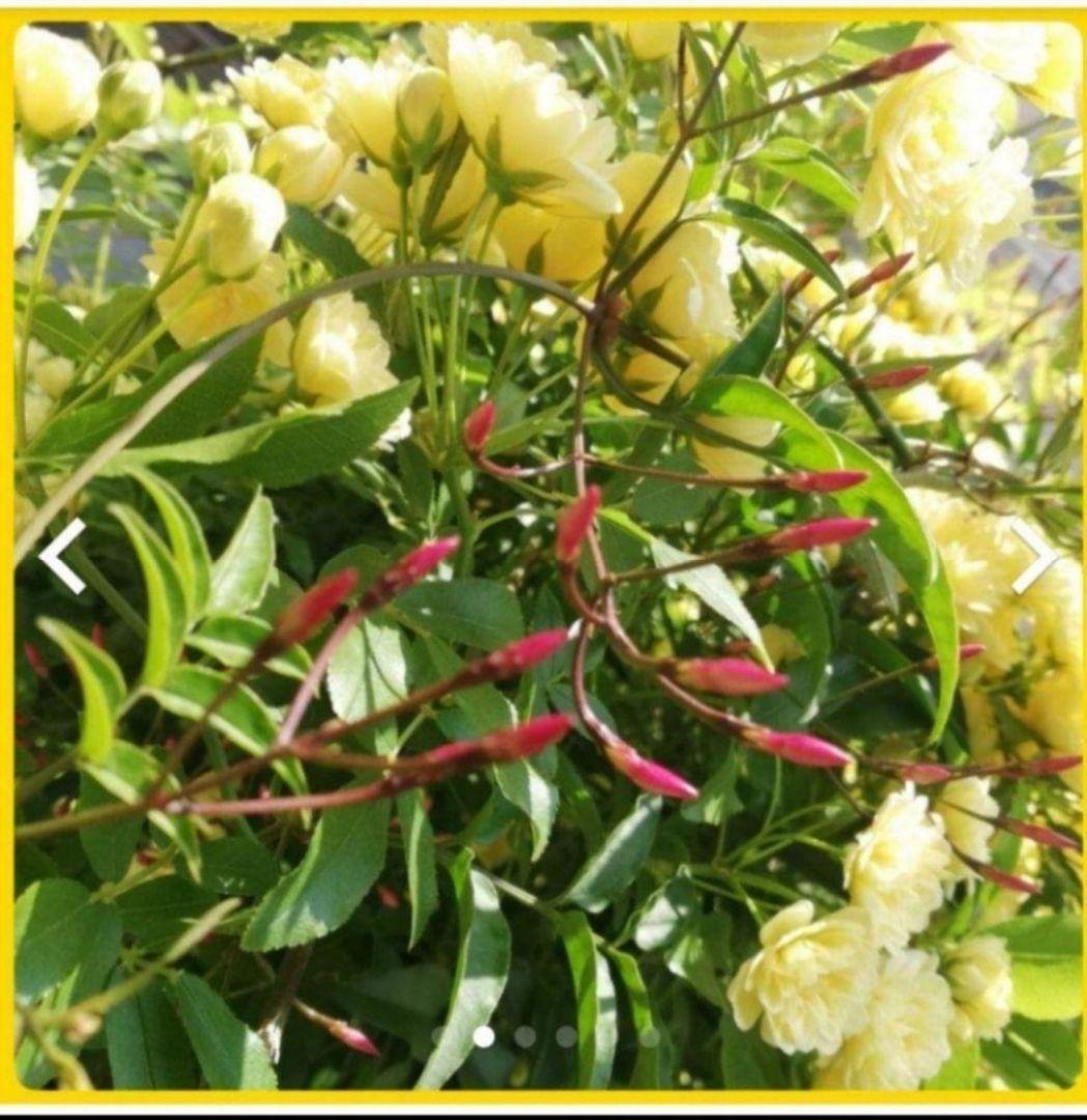 モッコウバラ　　抜き苗です　選べるおまけ付き