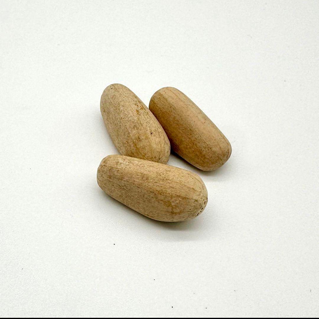 正規輸入種子1粒 エンセファラルトス ホリダス ドワーフ