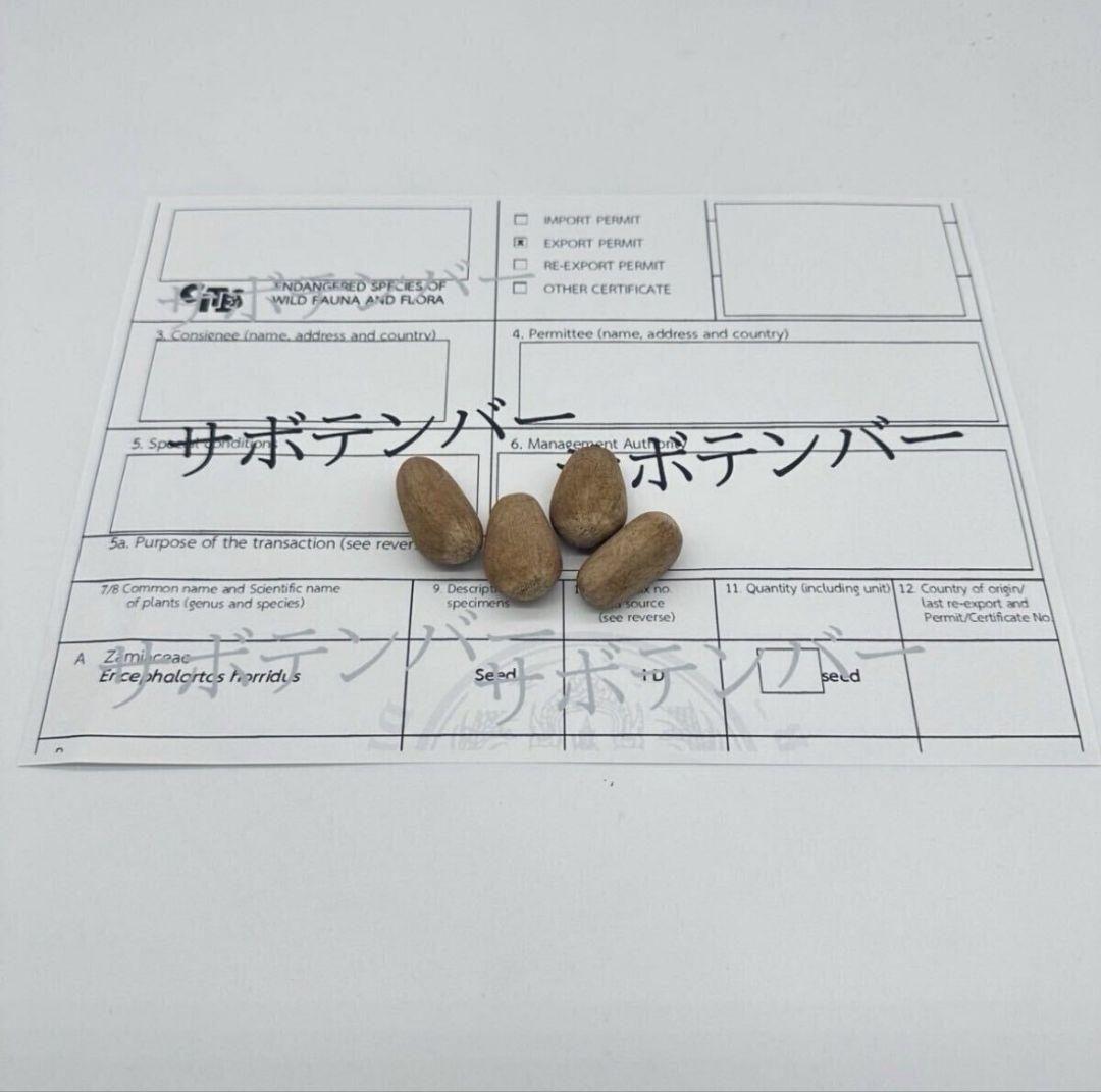 正規輸入種子1粒 エンセファラルトス ホリダス ドワーフ