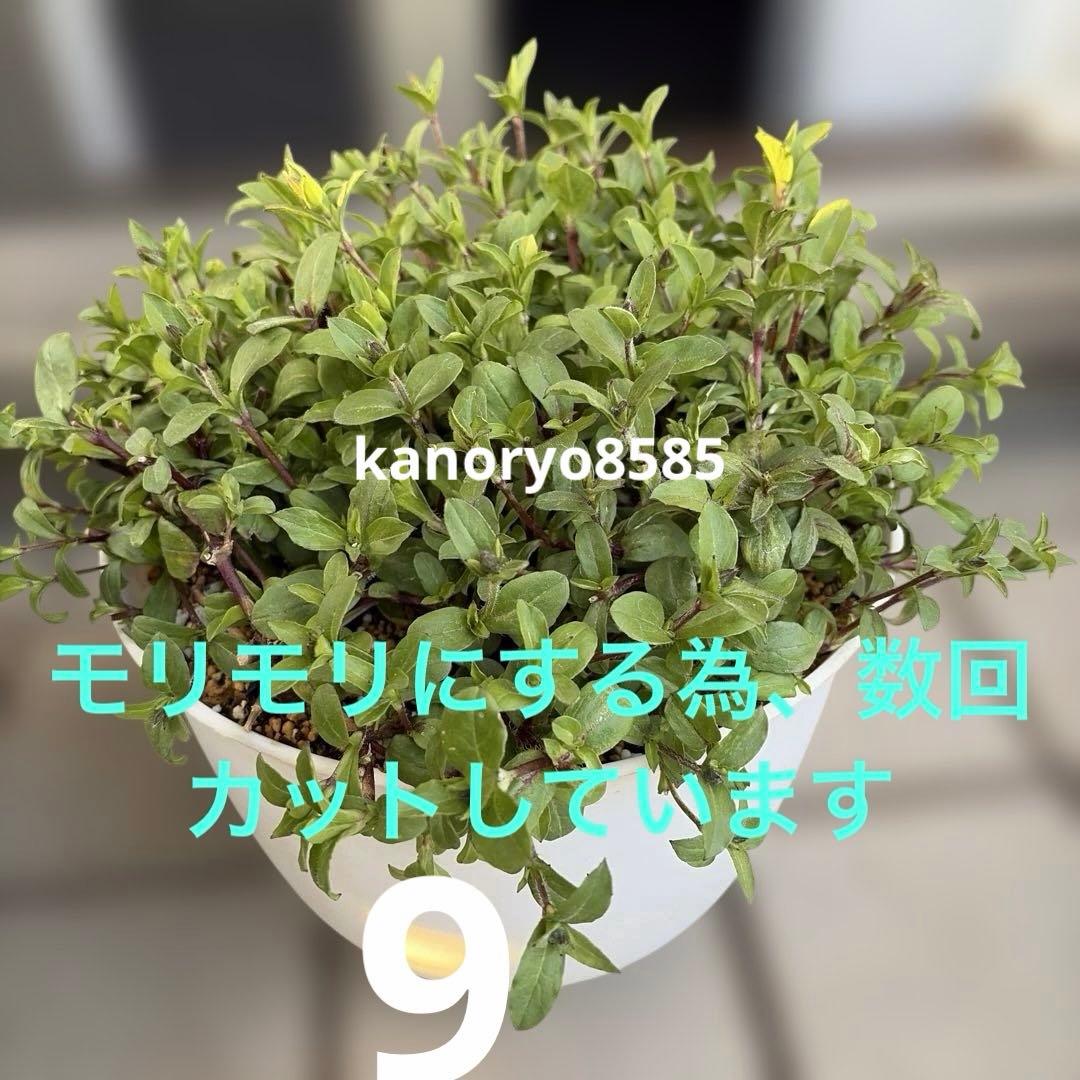 いちご　プランター苗　1〜23