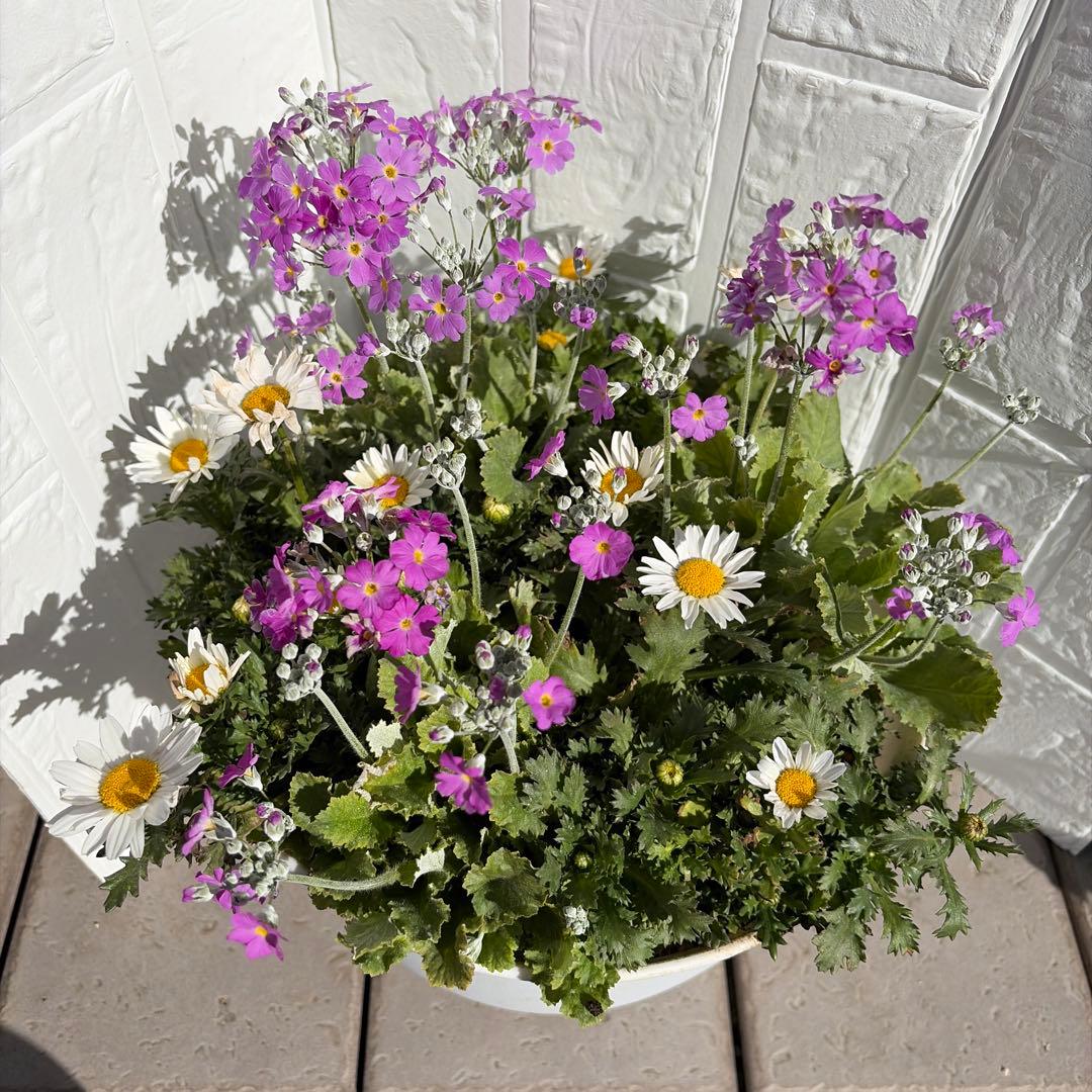 いちご　プランター苗　1〜23