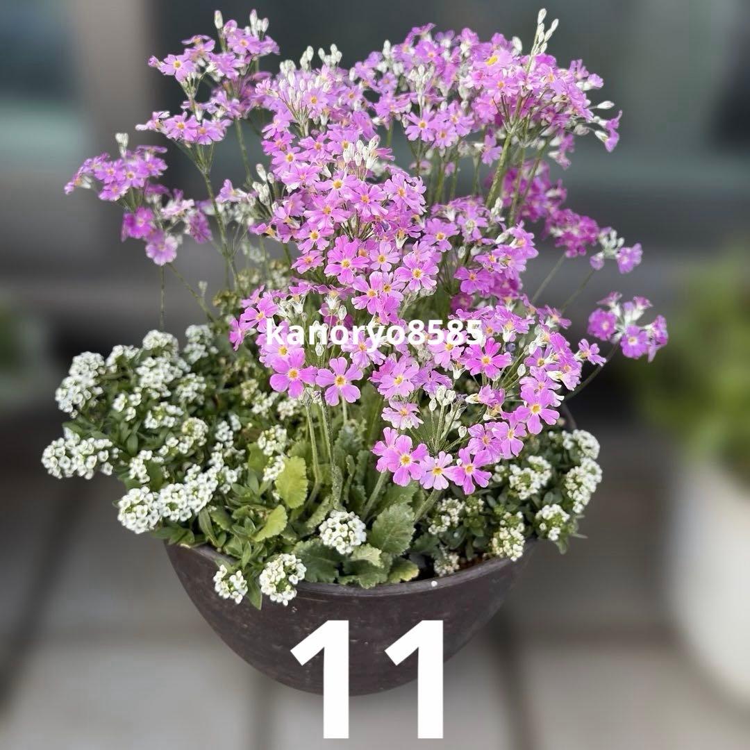 いちご　プランター苗　1〜23