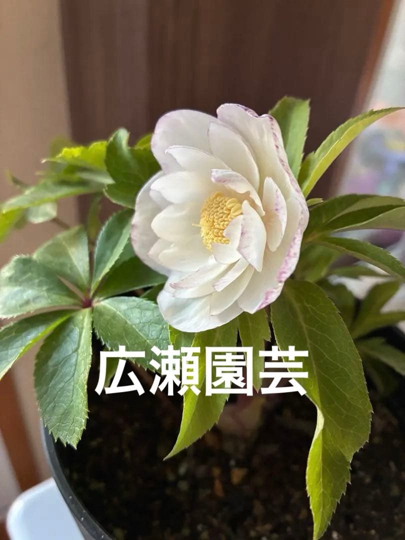 ♡広瀬園芸♡ ピュアホワイト　かすりピンク