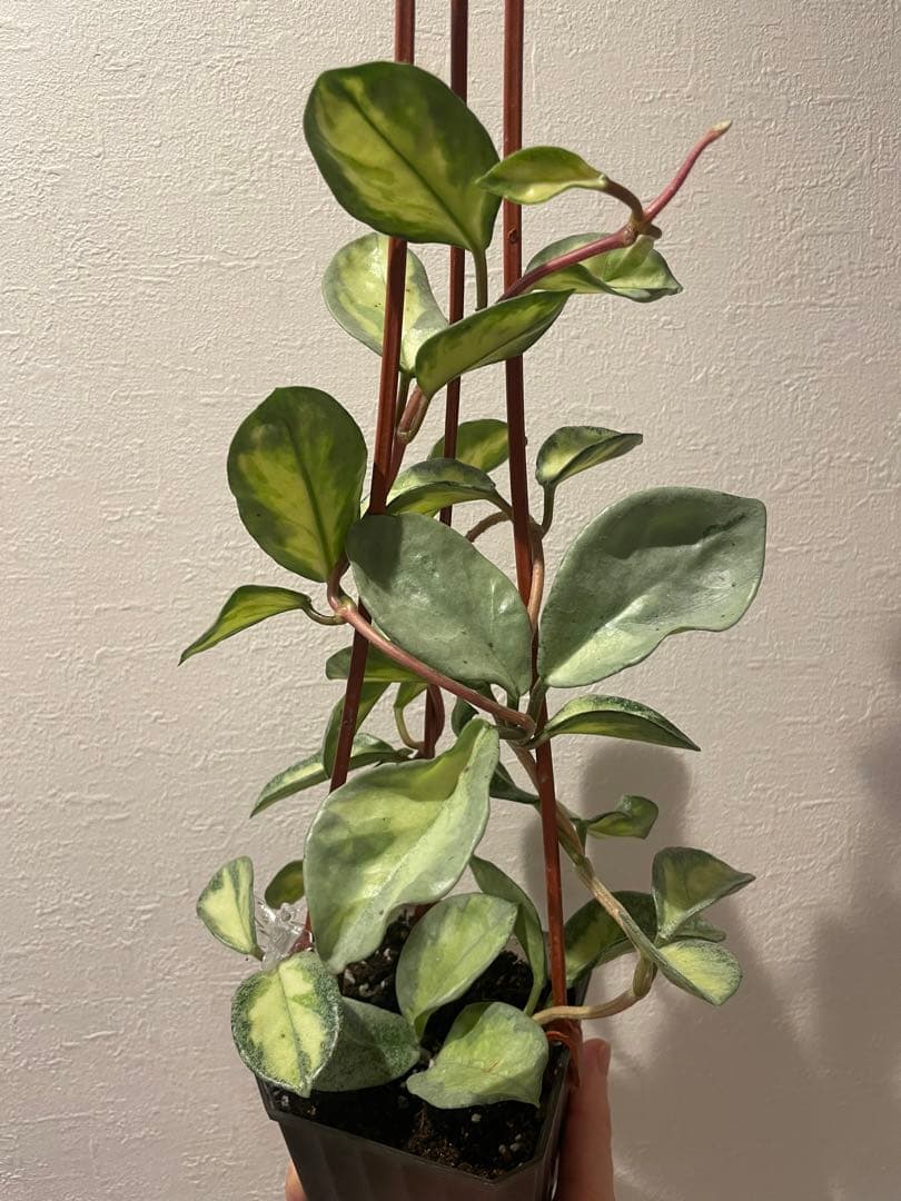 アオ　レア　ホヤ アルゲンティア プリンセス サクララン　美株