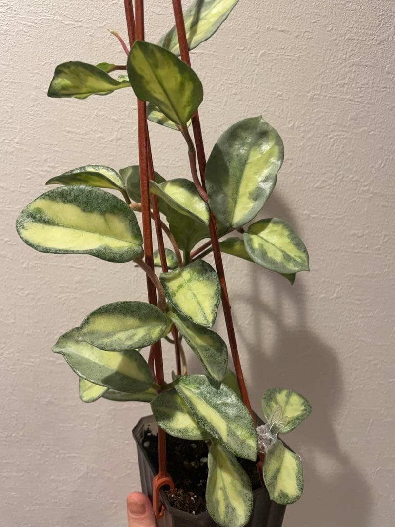 アオ　レア　ホヤ アルゲンティア プリンセス サクララン　美株