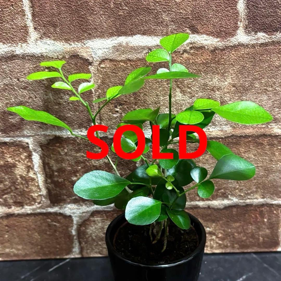 ムラヤ　パニクラータ　抜き苗①