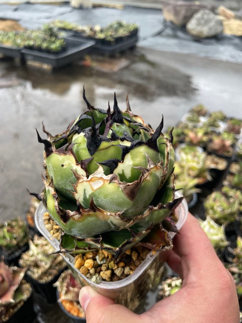 アガベ　チタノタ　BB斑入り　子株