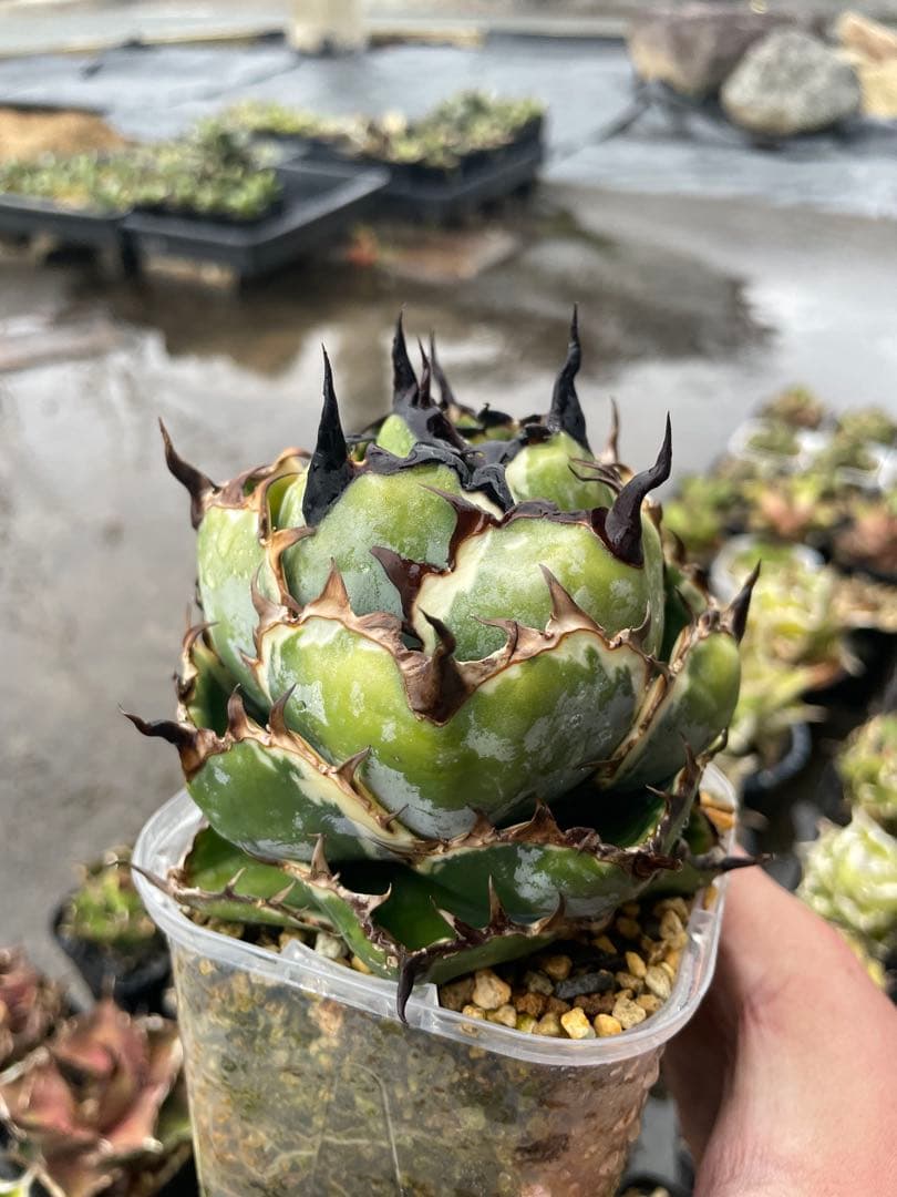 アガベ　チタノタ　BB斑入り　子株