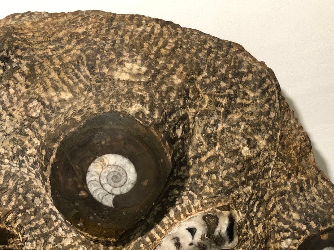 アンモナイト 化石群集 コレクション 原石 自然 置物 歴史資料 古代 標本