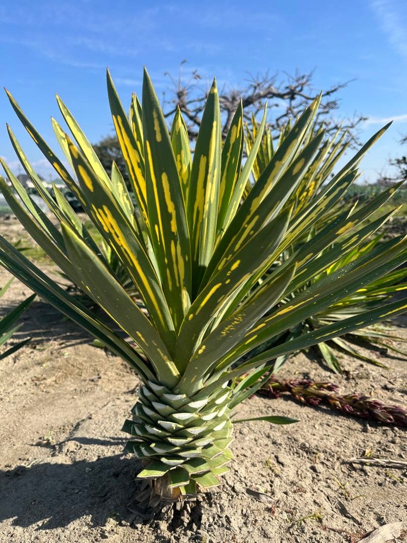 ユッカグロリオサ　散り斑　③ 直接取り引き可能