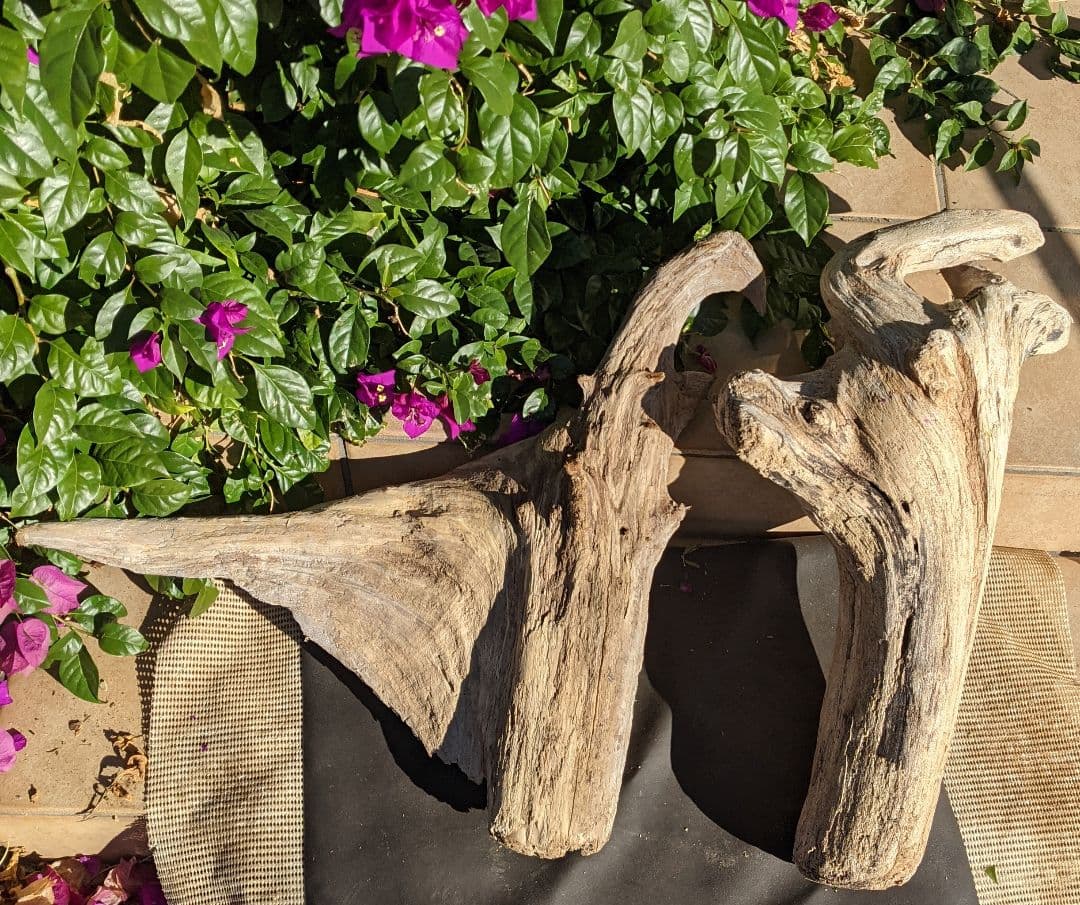 16ロックガーデン向き【超大型流木】2本組/洗浄済