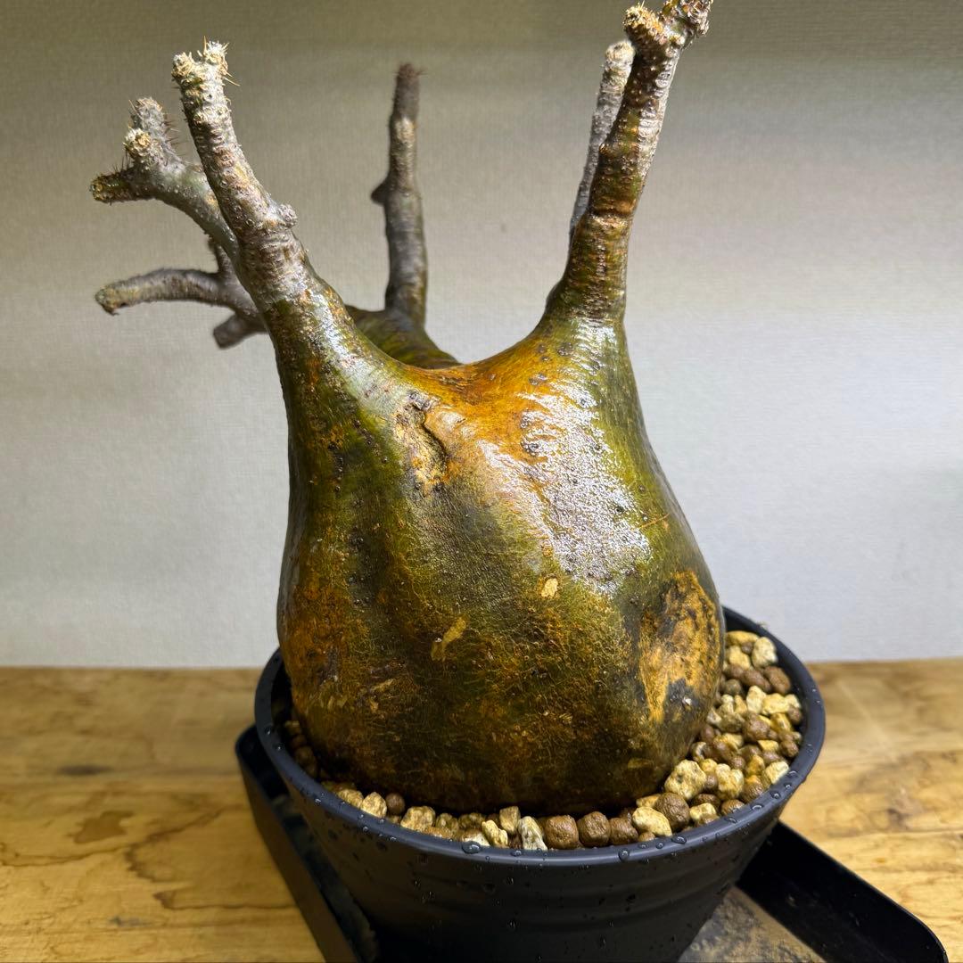 パキポディウム グラキリス LL 現地球 発根管理中