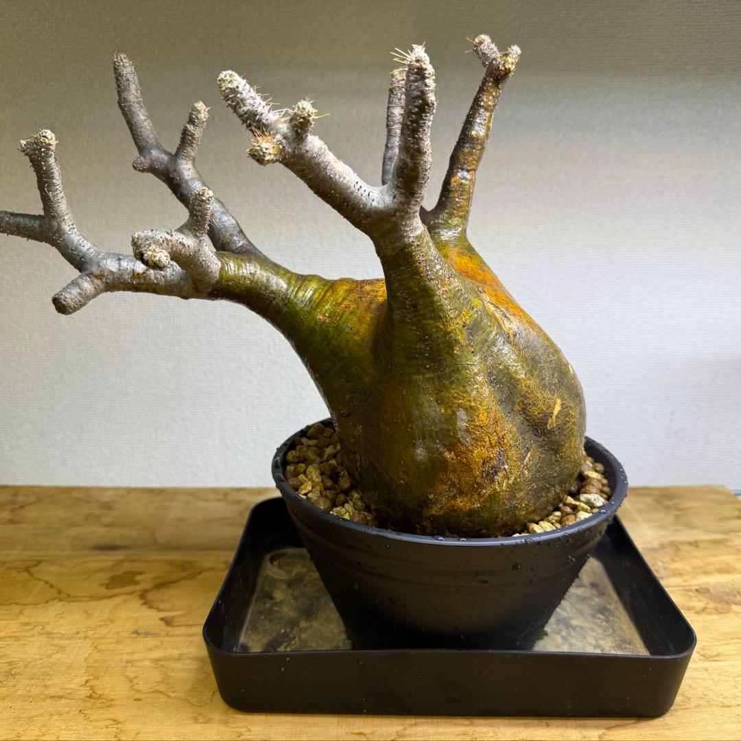 パキポディウム グラキリス LL 現地球 発根管理中