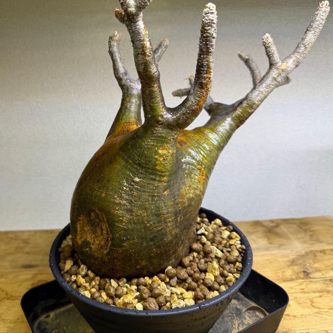 パキポディウム グラキリス LL 現地球 発根管理中