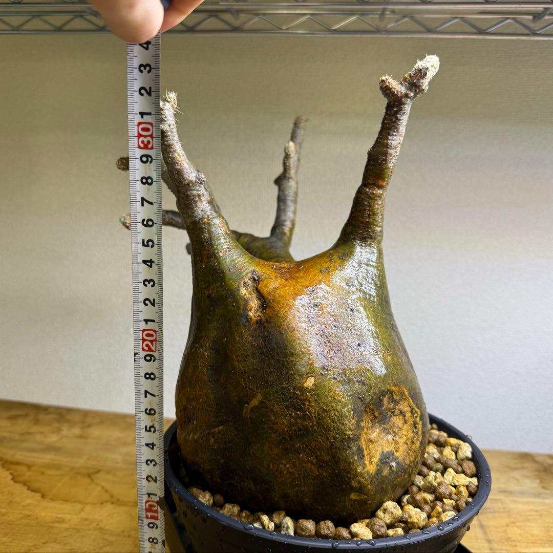 パキポディウム グラキリス LL 現地球 発根管理中