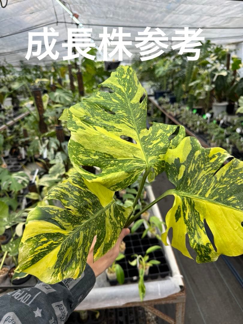 6 モンステラ　エレクトロライト　組織培養苗　順化済