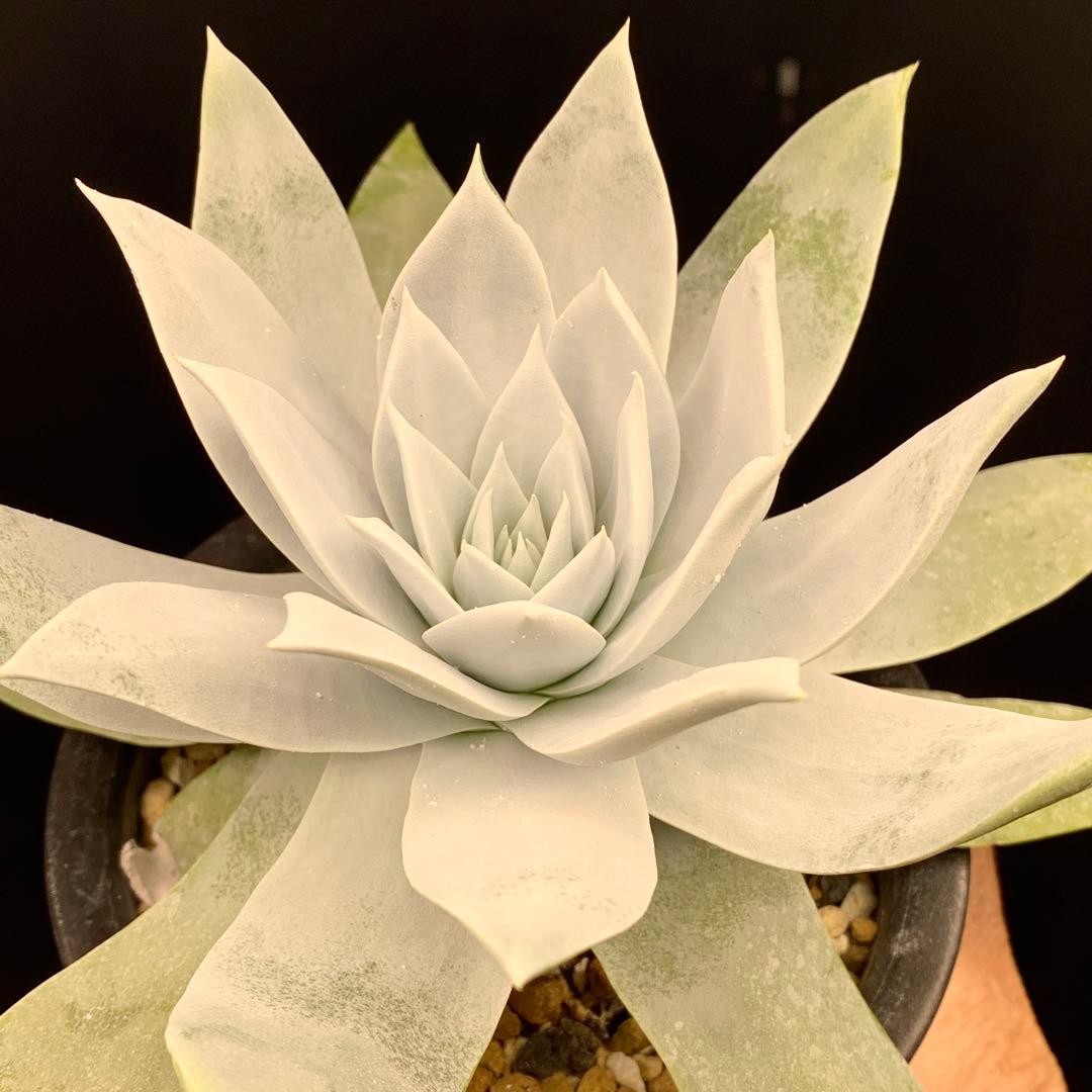 大型真っ白！　仙女盃　ダドレア　ブリトニー　多肉植物　実生