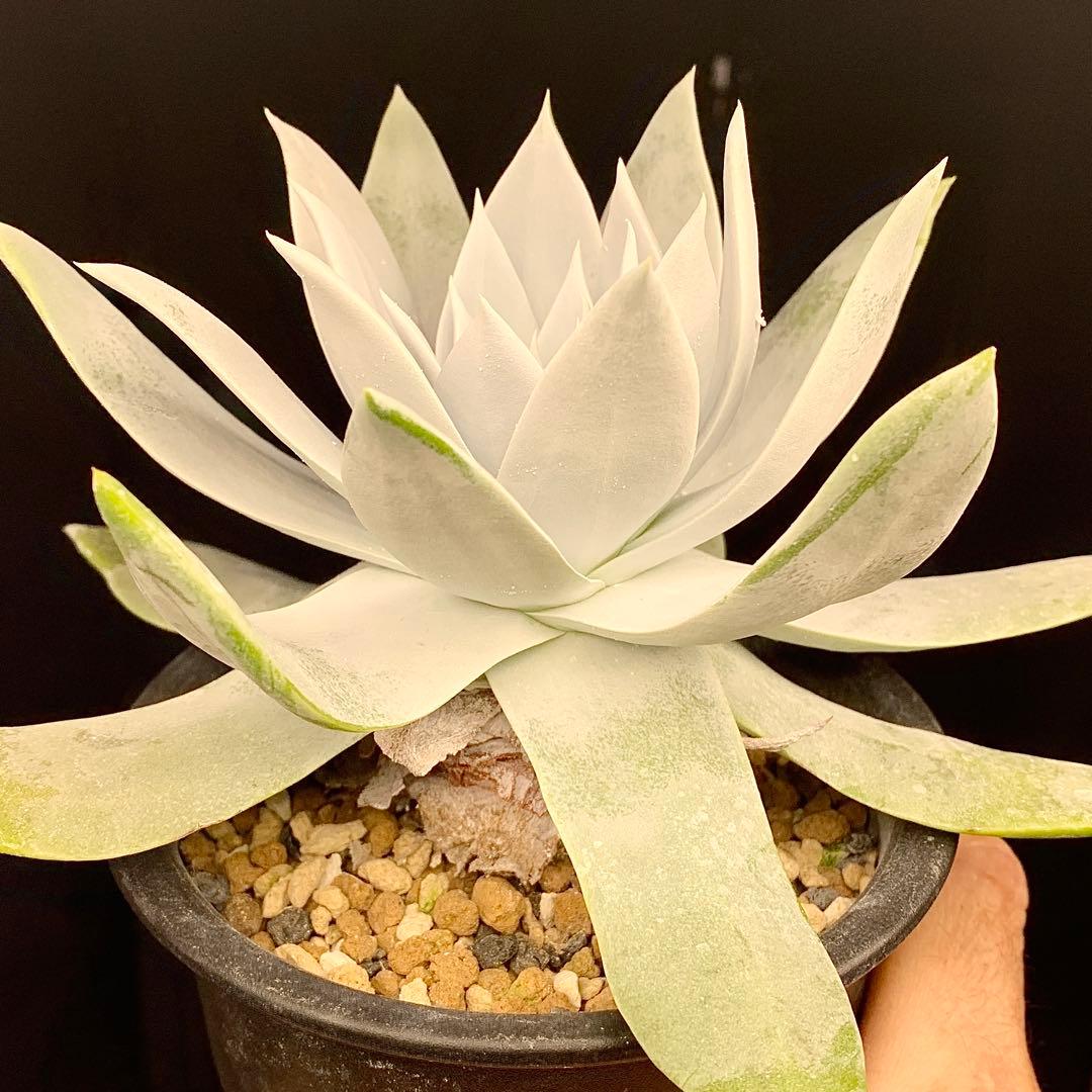 大型真っ白！　仙女盃　ダドレア　ブリトニー　多肉植物　実生