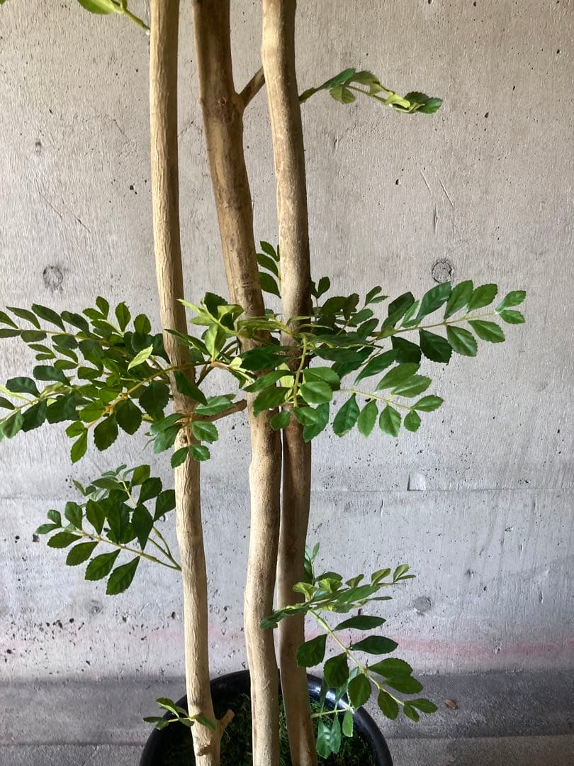 光触媒　人工観葉植物　ウォールグリーン　フェイクグリーン　トネリコ16666